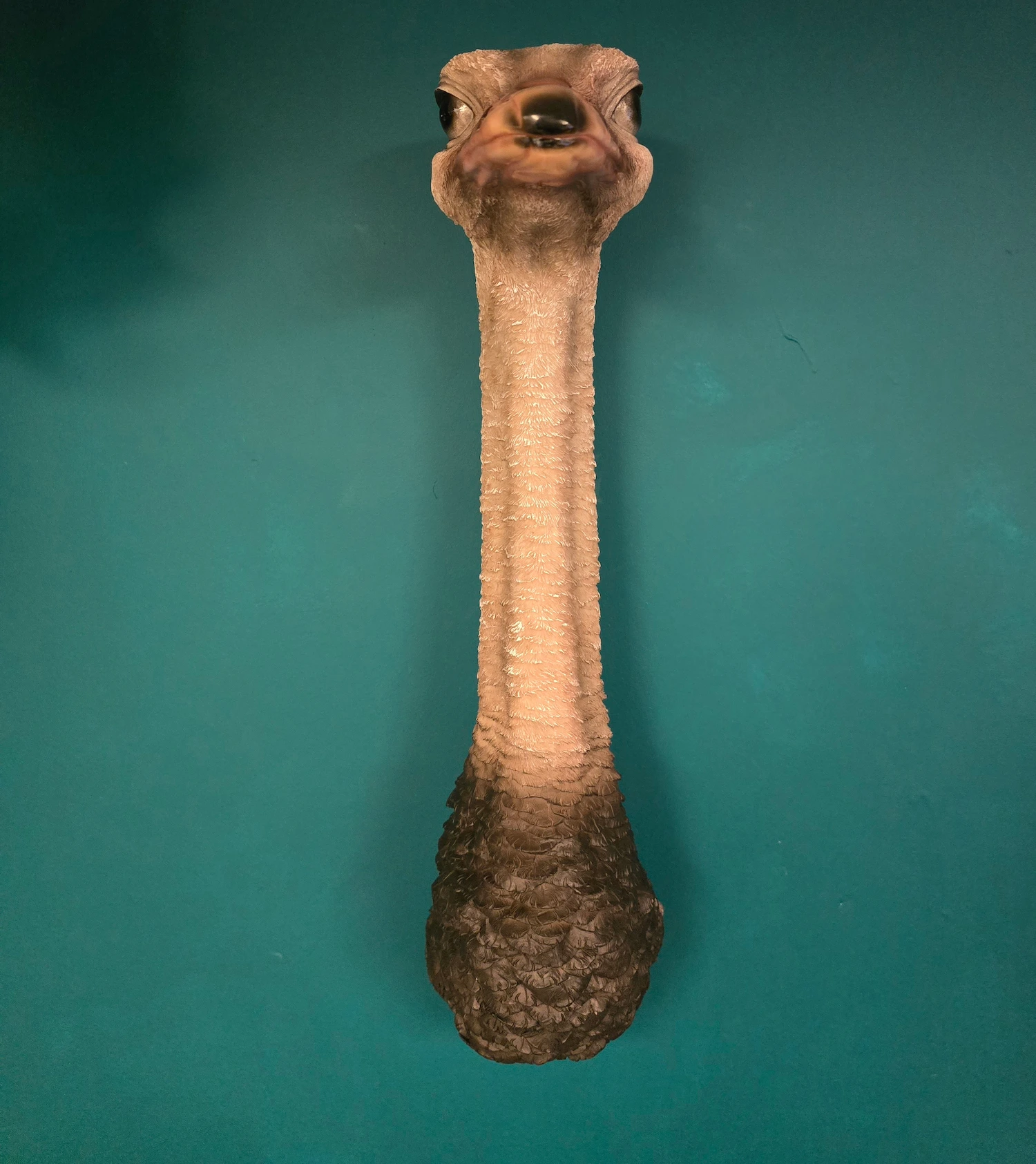 ostrich wall head