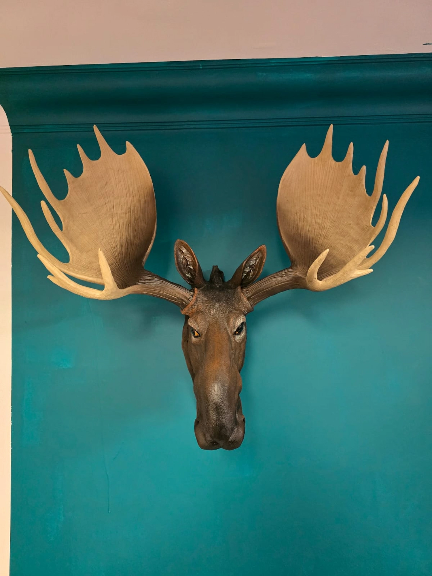 Front on photo of large moose wall head