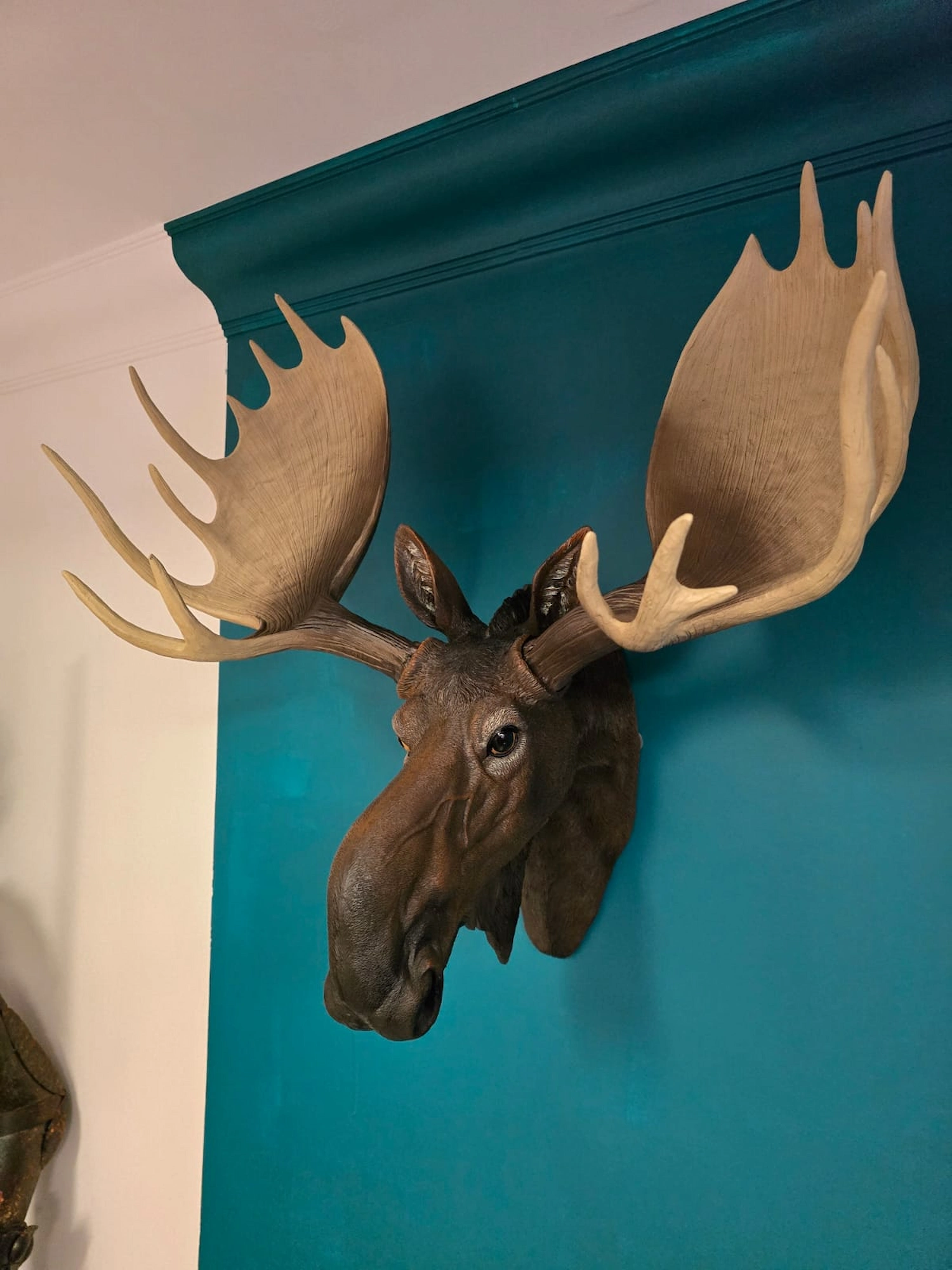 Right hand angle of large moose wall head